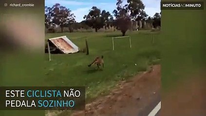 Canguru acompanha ciclista durante percurso