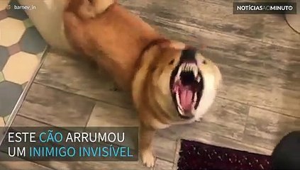 Cão tenta atacar seu inimigo invisível
