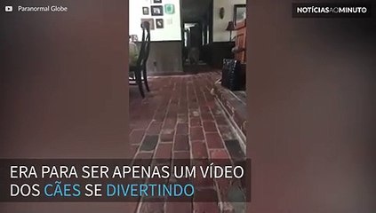 Fantasma é filmado caminhando atrás de cães