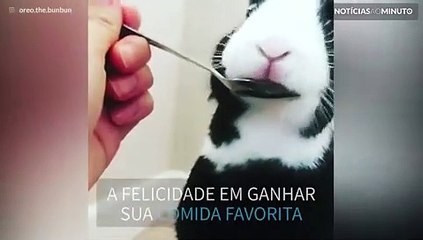 Conheça Oreo, um coelho apaixonado por mamão papaya