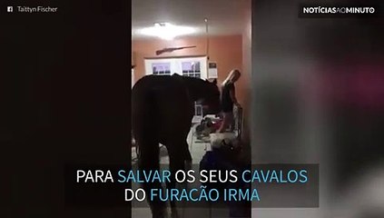 Americana transforma casa em estábulo para salvar cavalos do furacão