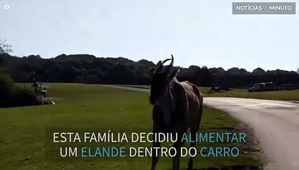 Cuidado ao alimentar animais de dentro do carro