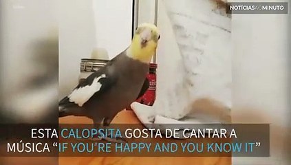 A calopsita que adora cantar e batucar