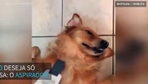 Cão descobre a melhor forma de relaxar: com um aspirador