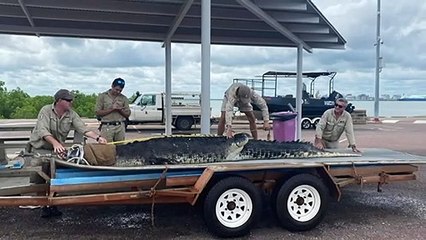 Cranky crocodile caught in Darwin Harbour