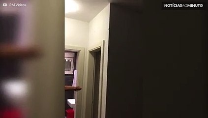 Uma mariposa nunca deu tanto trabalho como esta