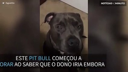 Cão chora quando o dono vai para as aulas