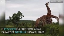 Luta nas alturas: girafas brigam entre si usando o pescoço