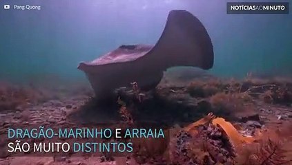 Dragão-marinho e arraia se tornam grandes amigos no mar