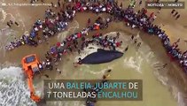 Baleia de 7 toneladas é salva após 20 horas encalhada