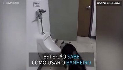 Um cão muito educado no banheiro