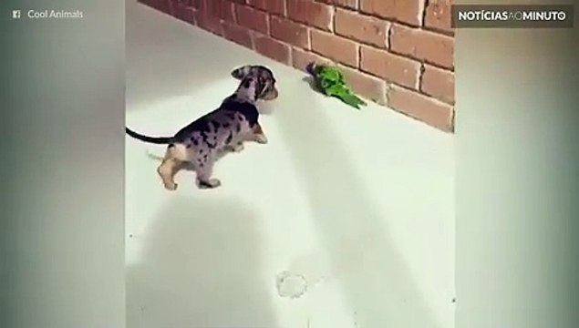 Uma amizade inusitada entre um cão e um periquito