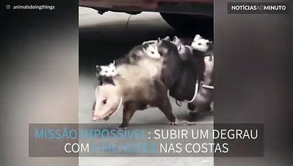 Missão impossível: Gambá tenta subir degrau com 9 filhotes nas costas