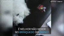 Este cão não deixa ninguém encostar em seu brinquedo