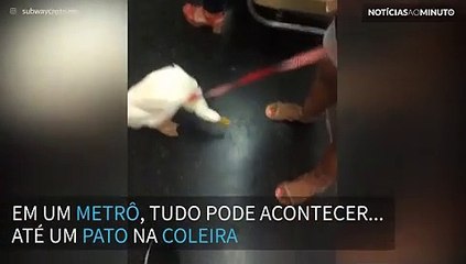 Pato de estimação é filmado dentro de metrô
