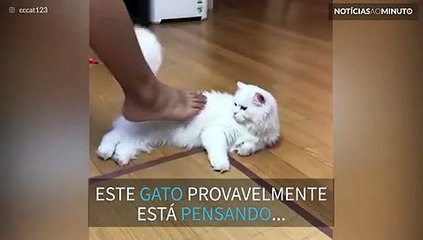 Este gato tem aversão ao chulé!