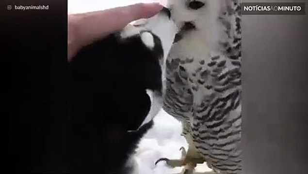 A história de amor entre um cão e uma coruja