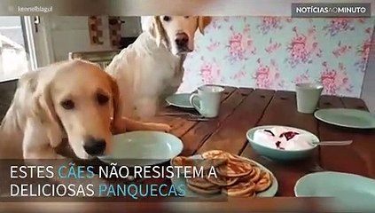 Cães aguardam ansiosos a hora de comer panquecas!