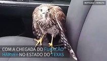 Falcão senta-se em banco de táxi e não quer sair