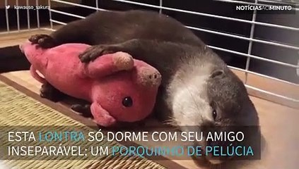 Lontra não dorme sem seu amigo inseparável: um porquinho de pelúcia