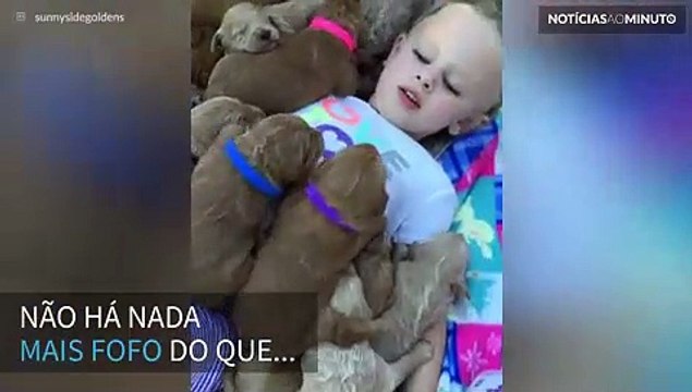 A invasão mais fofa de todas: filhotes de Golden Retriever