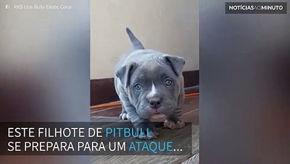 Pitbull faz o ataque mais fofo de todos
