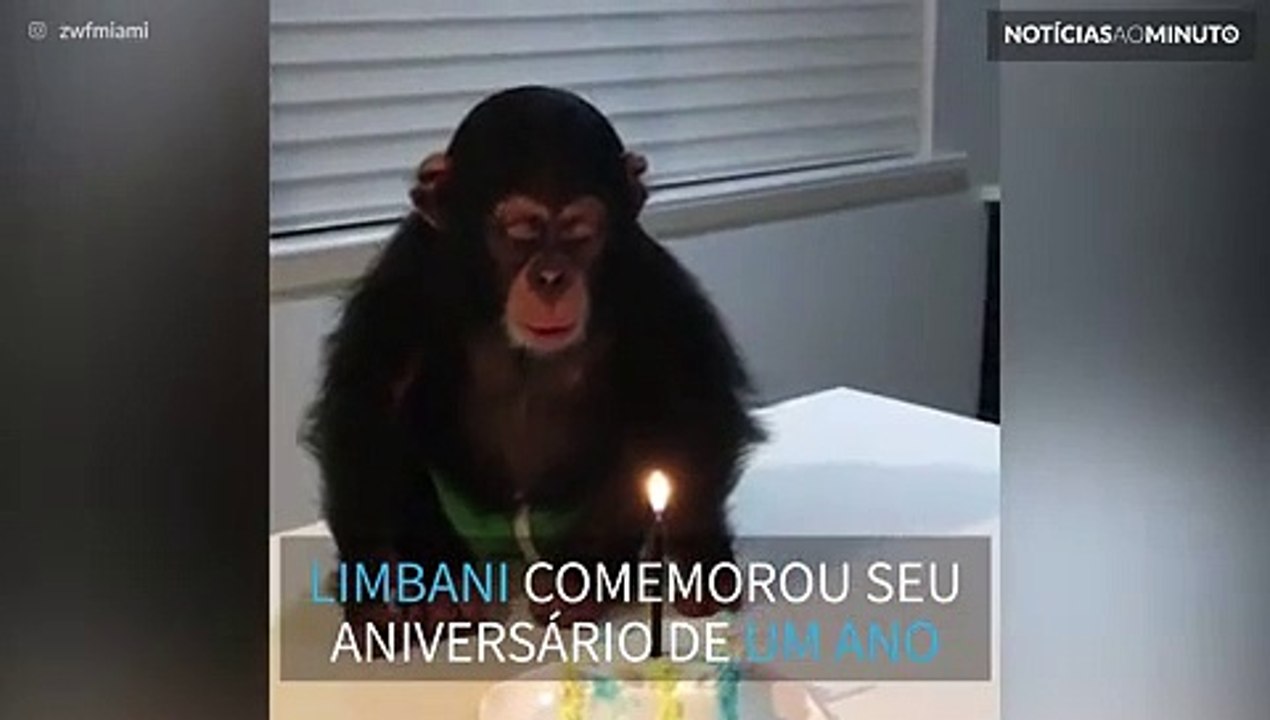 Chimpanzé faz 1 ano e ganha bolo na 'Zoological...