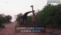 Girafas travam batalha por cima de barreira de 10 metros