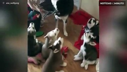 Husky ensina seus filhotes a uivar