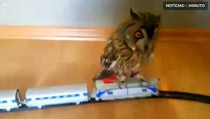 Coruja se diverte ao andar em trem de brinquedo!