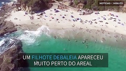 Filhote de baleia nada com banhistas em praia na Califórnia