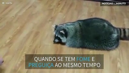 Guloso e preguisoço! Guaxinim se arrasta para alcançar comida