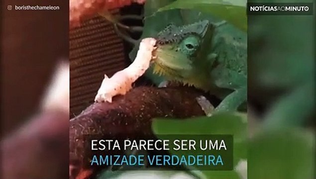 A amizade improvável entre um camaleão e uma lagarta