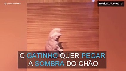 Gatinho tenta pegar sombra do dono