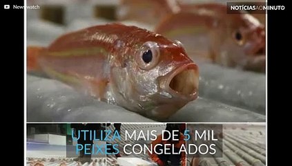 Incrível: parque japonês tem pista de patinação sobre peixes congelados