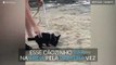 A reação deste cãozinho a pisar na areia pela primeira vez é hilária