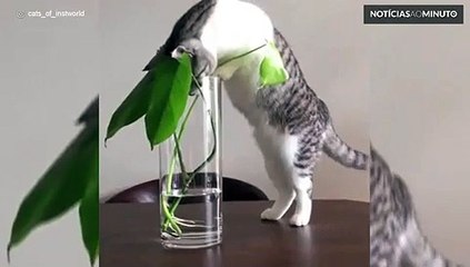 Gato leva o maior susto com planta