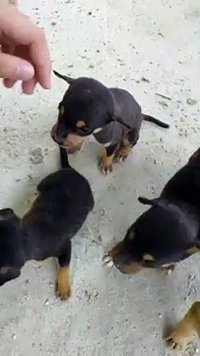 Tiny Pups