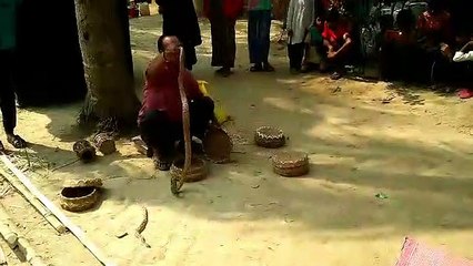 What a terrible cobra snake/ wonderful channel