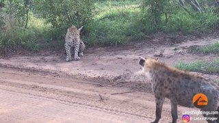 Hyena Gives Leopard the Fright of its Life | Live Footage