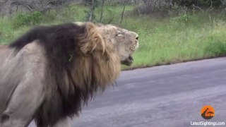 Watch the Latest, Exclusive and Most Incredible Wildlife Footage | Amazing Live Shots || Africa