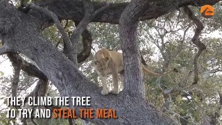 Lions Climb Tree with Leopard Still There | Amazing Live Footage