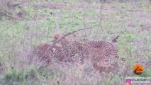 1 Lioness Steals Impala from 5 Cheetahs | Amazing live Footage