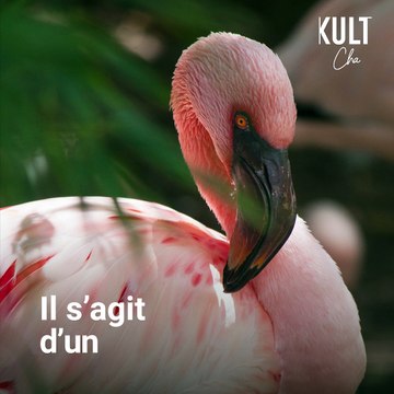 Un flamant rose réapparaît à La Réunion
