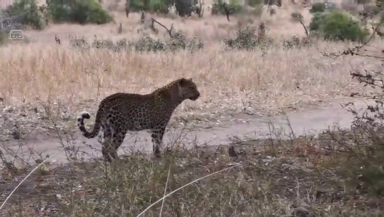 Male leopard Surprises and Steals Meal from Female_