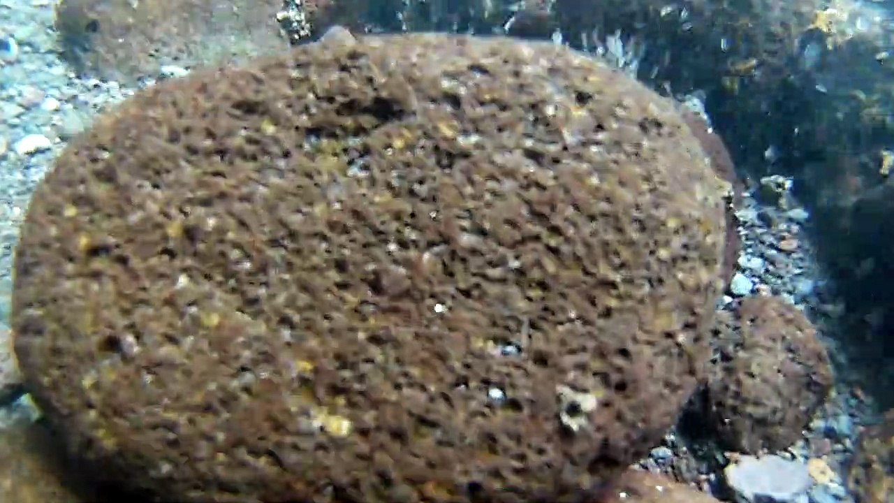 Des cabots dans le courant fort de la rivière