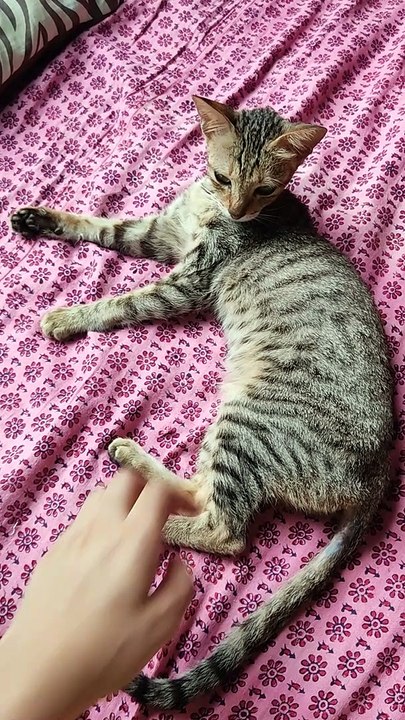 Mowsii