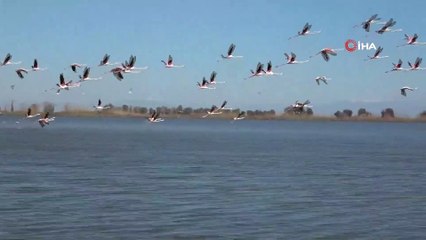 Flamingoların Gökyüzü Dansı