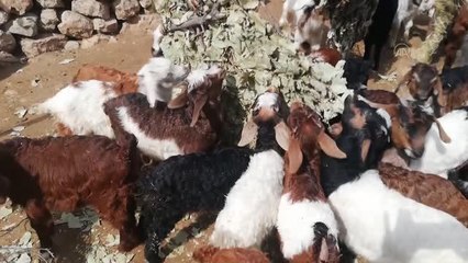 Kuzu ve oğlak doğumları üreticilerin yüzünü güldürüyor