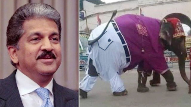 Elephant Wearing Shirt & Pants, Anand Mahindra shares Pic of Ele-Pant | Internet Reacts | Oneindia